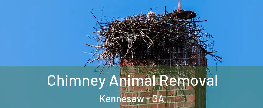 Chimney Animal Removal Kennesaw - GA