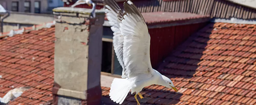 Residential Chimney Animal Removal Solution in Kennesaw, GA